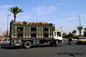 Transport baranów na souk, Marrakesz 